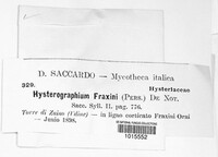 Hysterographium fraxini image